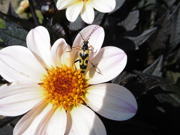 BON JEUDI /AVERSES SANS INTERRUPTION/PHOTO PERSO DALHIA