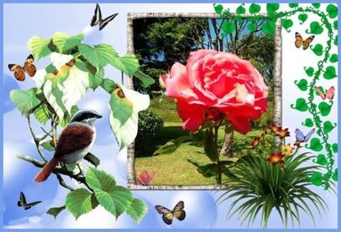 BON DEBUT DE SEMAINE AVEC TOUJOURS LA PLUIE ET LE FROID