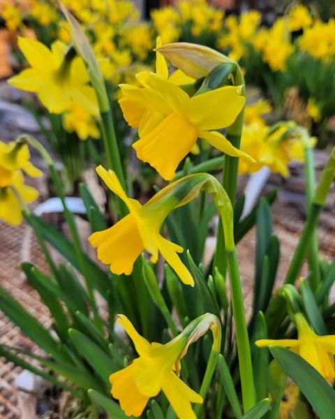 480320545_1173149458149011_6987714999995853741_n