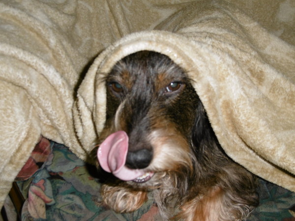 BONNE SOIREE AVEC MA LILY QUI JOUE A CACHE-CACHE