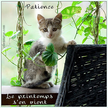 c-patience-mon-minou.jpg