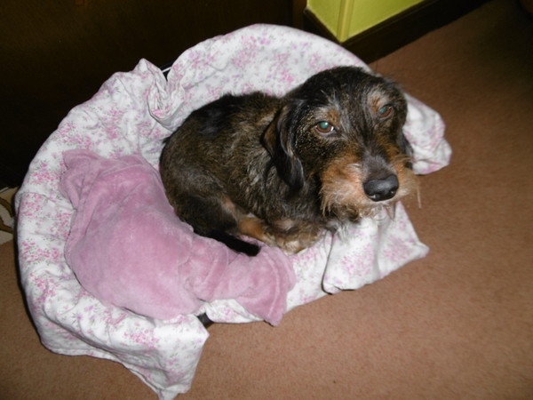 BON LUNDI /BROUILLARD CE MATIN/BISOUS AVEC MA LILY